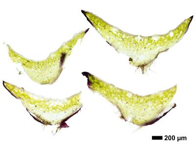 reboulia hemisphaerica ssp hemisphaerica swe thallus cross section