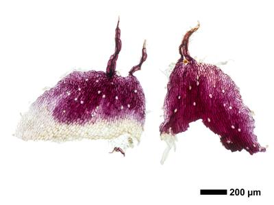 reboulia hemisphaerica ssp hemisphaerica swe ventral scales