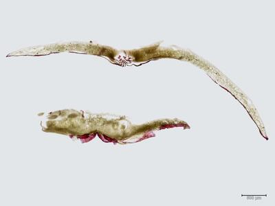 reboulia hemisphaerica ssp hemisphaerica thallus antheridienstand quer