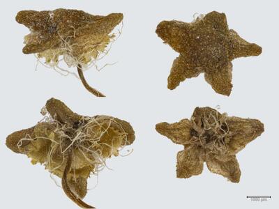 reboulia hemisphaerica ssp hemisphaerica weibliches koepfchen oberunterseite