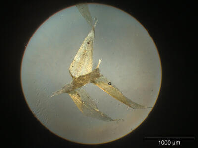 brachythecium oedipodium blatt