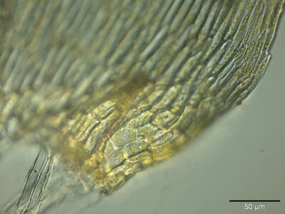 brachythecium oedipodium blattfluegel