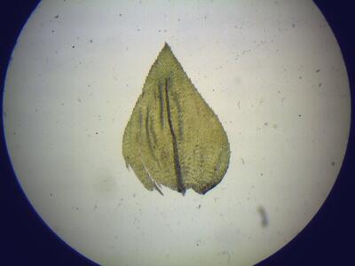 eurhynchium striatum blatt