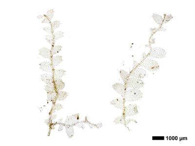 calypogeia arguta 1 habitus oberseite