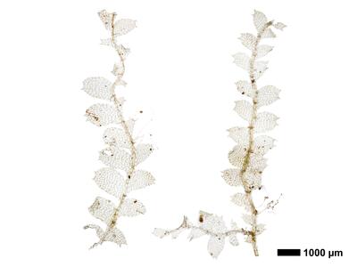 calypogeia arguta 1 habitus unterseite