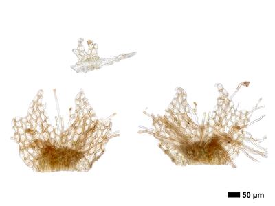 calypogeia arguta 1 unterblatt