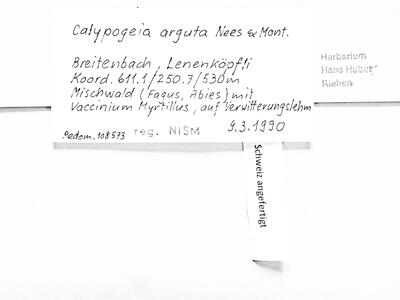 calypogeia arguta 2 herbarbeleg