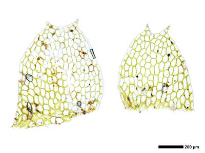 calypogeia arguta 3 flankenblatt