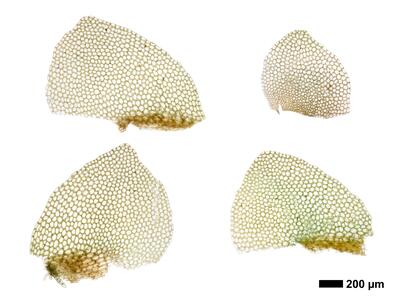 calypogeia azurea 1 flankenblatt