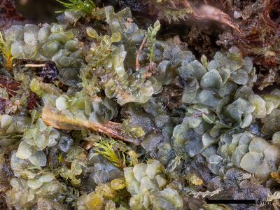 calypogeia azurea 1 habitus
