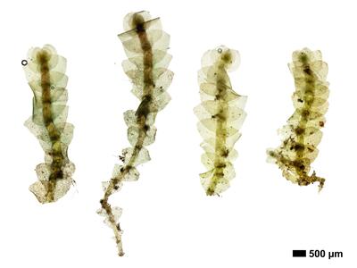 calypogeia azurea 1 habitus oberseite