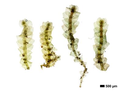 calypogeia azurea 1 habitus unterseite