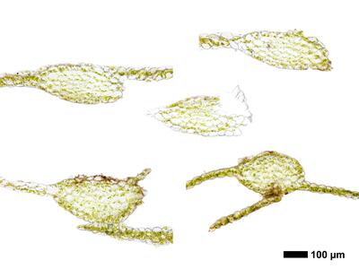 calypogeia azurea 1 stamm quer