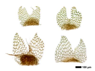 calypogeia azurea 1 unterblatt