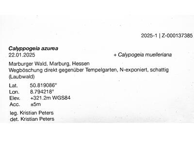 calypogeia azurea 2 herbarbeleg