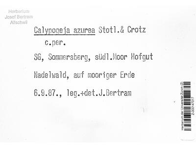 calypogeia azurea 3 herbarbeleg