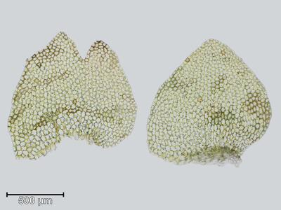 calypogeia azurea flankenblatt