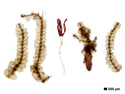 calypogeia fissa 1 habitus oberseite