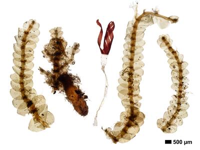 calypogeia fissa 1 habitus unterseite