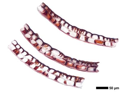 calypogeia fissa 1 kapsel quer