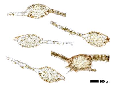 calypogeia fissa 1 stamm quer