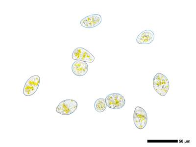 calypogeia fissa 2 brutgemmen