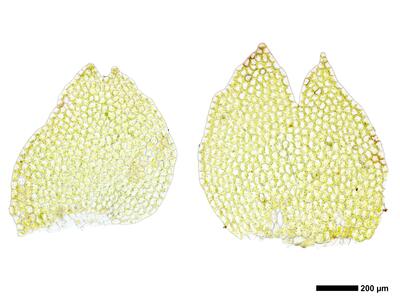 calypogeia fissa 2 flankenblatt