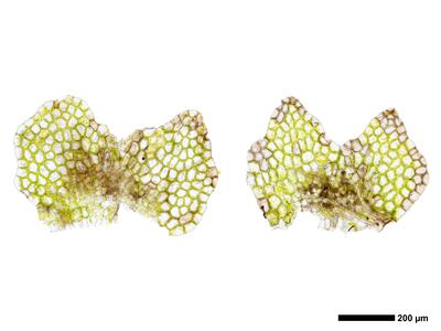 calypogeia fissa 2 unterblatt