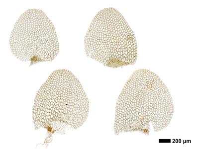 calypogeia integristipula 1 flankenblatt