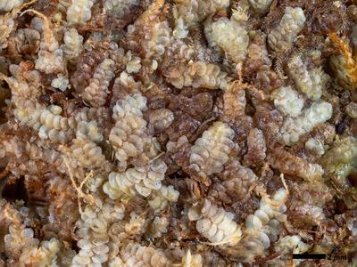 calypogeia integristipula 1 habitus