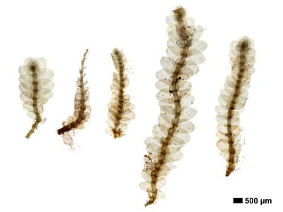 calypogeia integristipula 1 habitus oberseite
