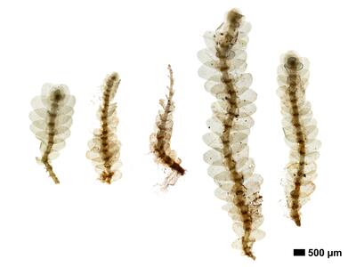 calypogeia integristipula 1 habitus unterseite