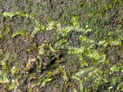 calypogeia integristipula 2