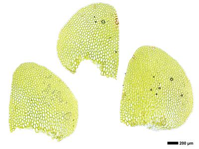 calypogeia integristipula 2 flankenblatt