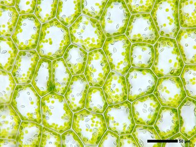 calypogeia integristipula 2 flankenblatt blattmitte
