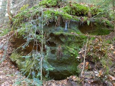 calypogeia integristipula 2 habitat