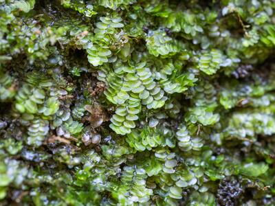 calypogeia integristipula 2 habitus