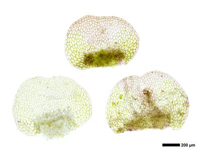 calypogeia integristipula 2 unterblatt
