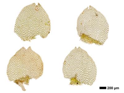 calypogeia muelleriana 1 flankenblatt