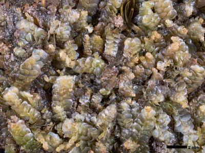 calypogeia muelleriana 1 habitus