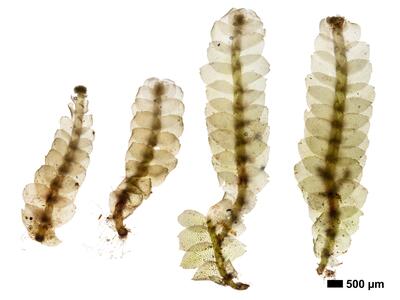 calypogeia muelleriana 1 habitus oberseite