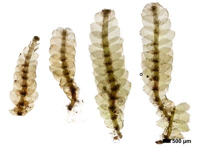 calypogeia muelleriana 1 habitus unterseite