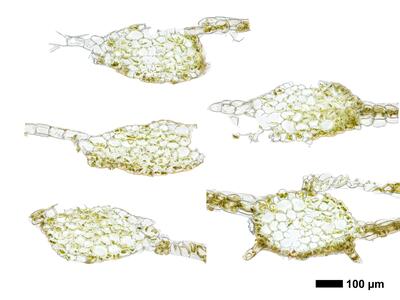 calypogeia muelleriana 1 stamm quer