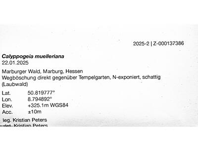 calypogeia muelleriana 2 herbarbeleg