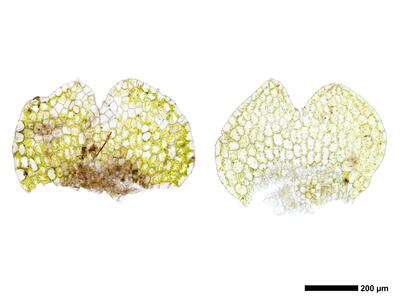 calypogeia muelleriana 2 unterblatt