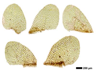 calypogeia neesiana 1 flankenblatt