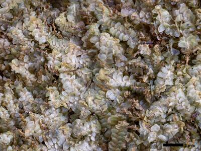 calypogeia neesiana 1 habitus