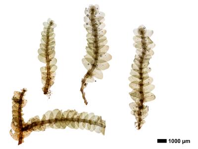 calypogeia neesiana 1 habitus oberseite