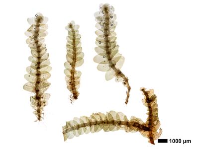 calypogeia neesiana 1 habitus unterseite