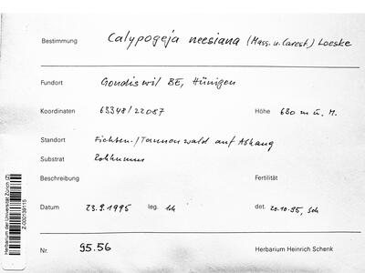 calypogeia neesiana 1 herbarbeleg